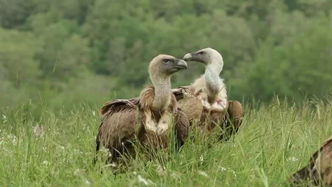 Two vultures in the grass Stock-Footage 72226999