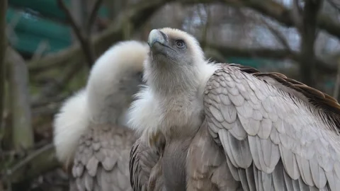 Two vultures sitting  Stock Footage 263898544