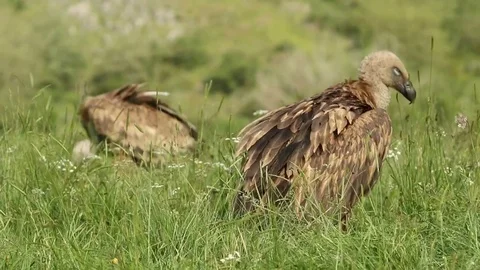 Two vultures sitting in the grass Stock-Footage 72227168