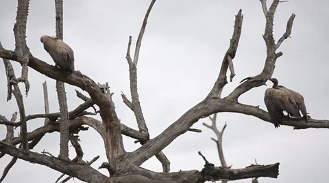 Two Vultures sitting in a tree, with one flying to another branch Stock Footage 32012657