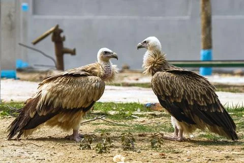 Two Vultures Stand Face to Face on Sandy Ground in an Outdoor Enclosure Stock Photos
