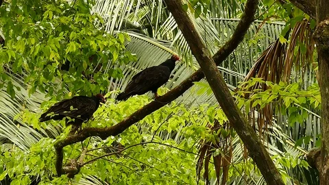 Two vultures take off while a third one remains on branch Stock Footage 123571706
