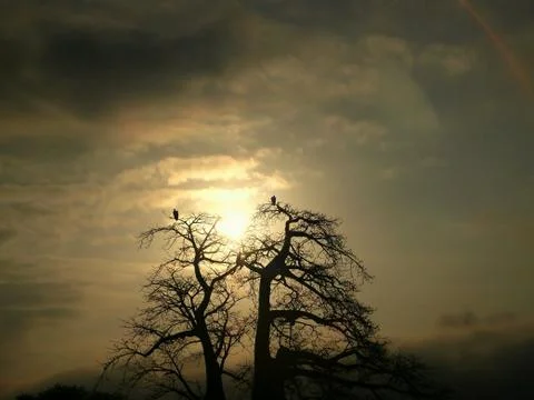Two vultures on top of the tree in sunset Stock Photos
