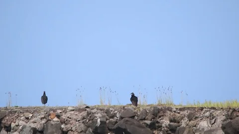 Two vultures walking on a dike in mexico 스톡 동영상 98377569