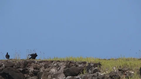 Two vultures walking on a dike in mexico Video stock 98377755