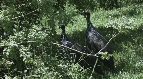 Two vulturine guinea fowl. Stock Footage 59583104