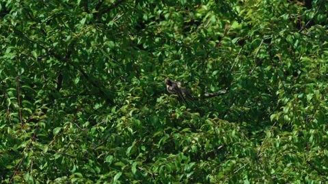 Two wagtails sitting on a branch Video stock 317379072