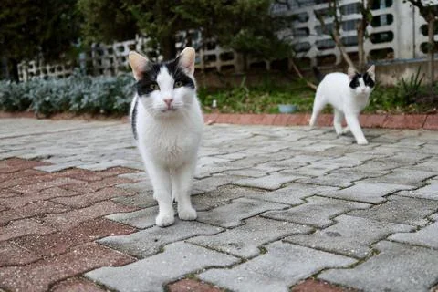 Two walking cats Foto stock