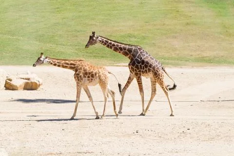 Two Walking Giraffes Stock Photos
