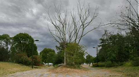 Two Walking Paths Separated By A Tree Stock Photos