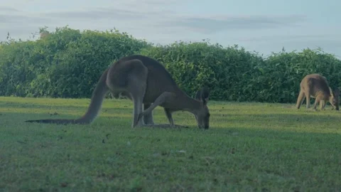 Two Wallabies eating grass 스톡 동영상 297718819