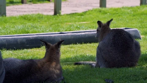 Two Wallabies lying down in the sun in some shade on bright grass in Summer Stock Footage 113886301