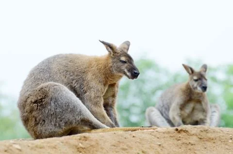 Two wallabies Stock Photos