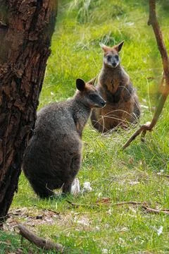 Two Wallabies Resting in Forest Clearing - September 19, 2011 Stock Photos