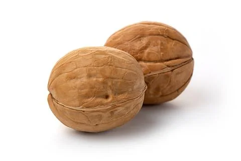 Two walnut isolated on a white background. Stock Photos