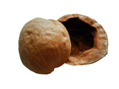 Two walnut shell isolated on white background Stock Photos