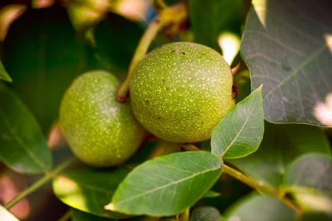 Two walnuts growing on the tree Stock Photos