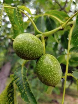 Two walnuts hang on a tree close-up. Leaves background blurred Stock Photos