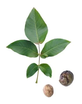 Two walnuts with leaf isolated on white background. Stock Photos