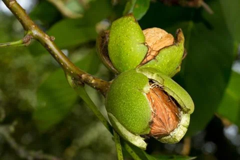 Two walnuts in tree Stock Photos