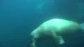 Two Walrus diving underwater in natural arctic compound HD Footage