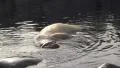 Two Walrus swimming and snuffle at water surface HD Footage