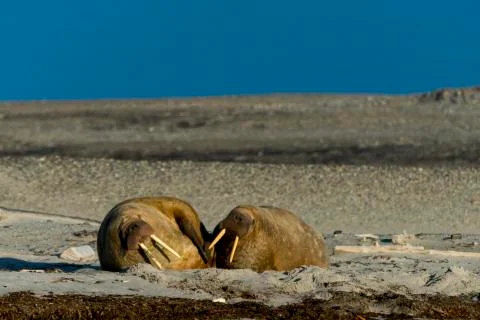 Two walruses Stock Photos