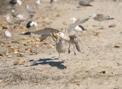 Two warring seagulls at the beach Foto stock