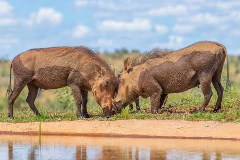 Two warthog facing each other, bumping their heads, fighting. Stock Photos