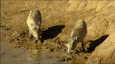Two warthog (Phacochoerus africanus) drinking at waterhole Stock Footage 56932204