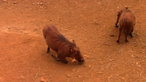 Two warthog piglet bending their front paws to find food from the ground Stock Footage 106052378