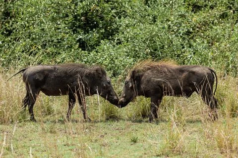 Two warthogs confronting each other. Queen Elizabeth National Park, Uganda Stock Photos