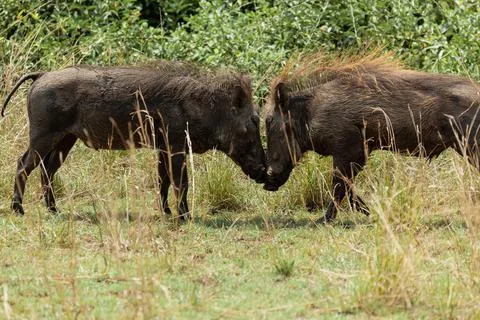 Two warthogs confronting each other. Queen Elizabeth National Park, Uganda Stock Photos