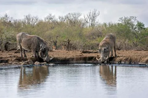 Two Warthogs Drinking at the Waterhole with a Reflection Stock Photos