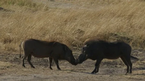 Two warthogs face each other in masai mara national park Stock Footage 69818968