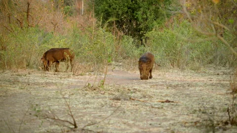 Two Warthogs Feeding Stock Footage 135199497