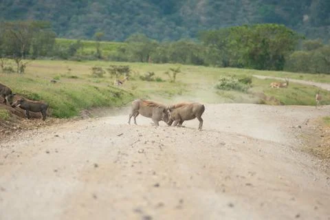 Two warthogs fighting Stock Photos