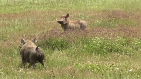 Two warthogs on the green grass. Safari in Tanzania Video stock 56342611