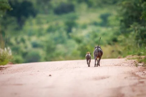 Two Warthogs running away. Stock Photos
