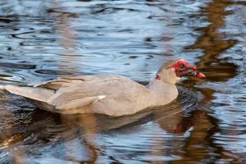 Two warty  ducks are on a small river in northern germany Stock Photos