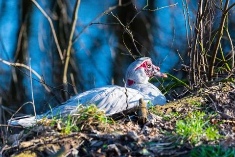 Two warty  ducks are on a small river in northern germany Stock Photos