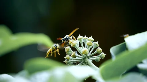 Two wasps on Ivy flower Stock Footage 68721173