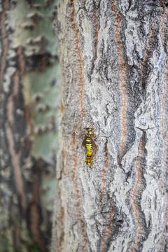 Two wasps sit on a tree trunk Stock Photos