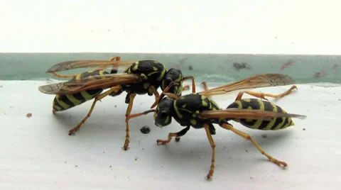 Two wasps talking Stock Footage 33792117