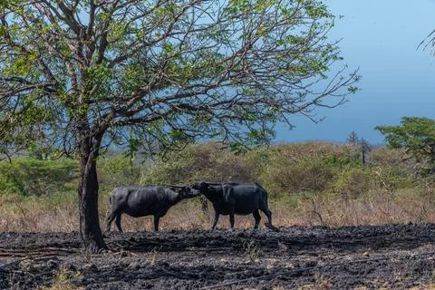 Two water buffalos (Bubalus bubalis) or domestic water buffalos under the tre Stock Photos