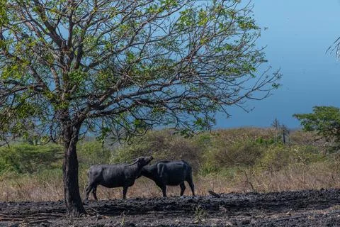 Two water buffalos Bubalus bubalis or domestic water buffalos under the tre.. Stock Photos