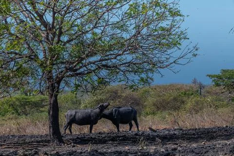 Two water buffalos Bubalus bubalis or domestic water buffalos under the tre.. Foto stock