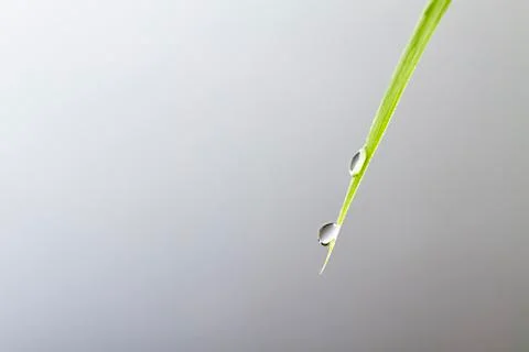 Two water drops on a leaf Stock Photos