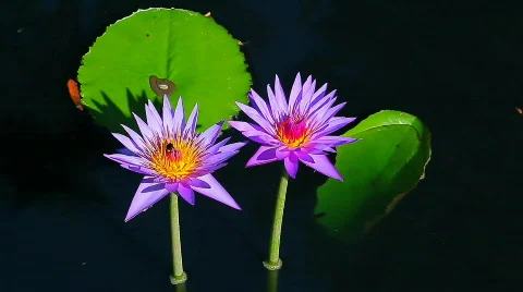 Two Water lillies close up with leafs Stock Footage 637007