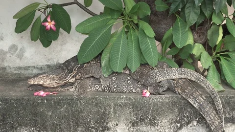 Two water monitors on ground, close up Video stock 115664865